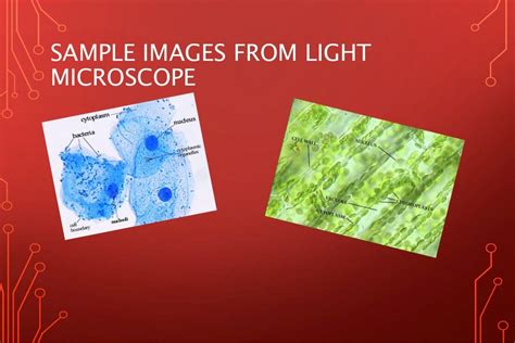 microscope slideshare|light microscopy slideshare.